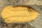 Cluster of Six Orange Trilobites (Ormathops sp & Prionocheilus?) #353405-2